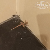 фото из отзыва ID 2238519