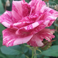 фото из отзыва ID 2237290