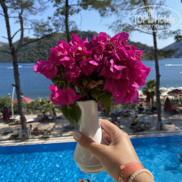 фото из отзыва ID 2239062