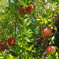 фото из отзыва ID 2239089