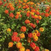 фото из отзыва ID 2240437