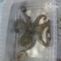 фото из отзыва ID 2240745