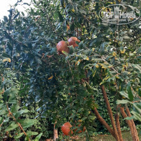 фото из отзыва ID 2241088