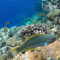 фото из отзыва ID 2241999