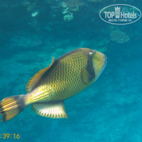 фото из отзыва ID 2243255