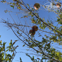 фото из отзыва ID 2243483