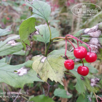 фото из отзыва ID 2244490