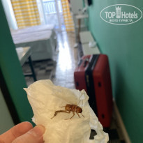 фото из отзыва ID 2244539