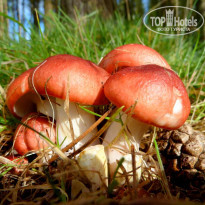 фото из отзыва ID 2244530