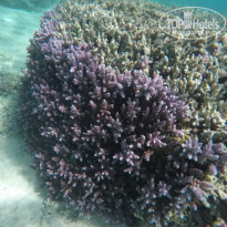 фото из отзыва ID 2245856