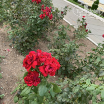 фото из отзыва ID 2247340