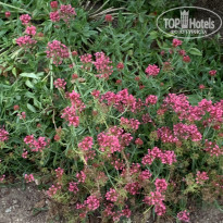 фото из отзыва ID 2247340