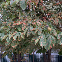 фото из отзыва ID 2247340