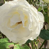 фото из отзыва ID 2248345