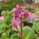 фото из отзыва ID 2248556
