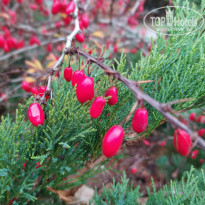 фото из отзыва ID 2248556