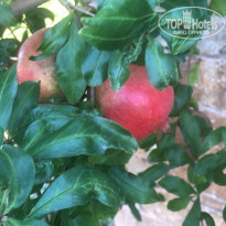 фото из отзыва ID 2249370