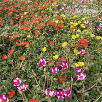 фото из отзыва ID 2249447