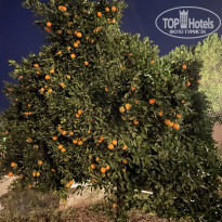 фото из отзыва ID 2249447