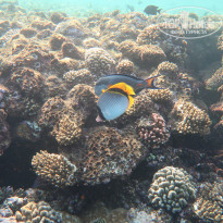 фото из отзыва ID 2249856