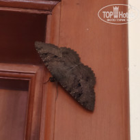 фото из отзыва ID 2249882