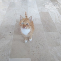 фото из отзыва ID 2250527