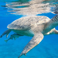 фото из отзыва ID 2250928