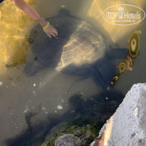 фото из отзыва ID 2250967