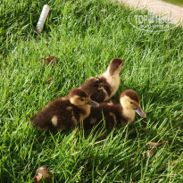 фото из отзыва ID 2252691