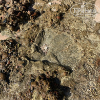 фото из отзыва ID 2253028