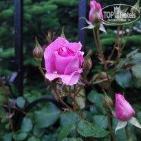 фото из отзыва ID 2253808