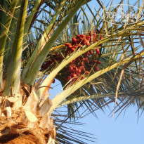 фото из отзыва ID 2254107