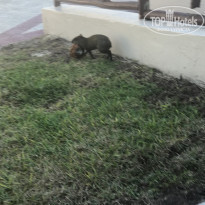 фото из отзыва ID 2254637