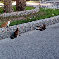 фото из отзыва ID 2254670