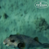 фото из отзыва ID 2255090