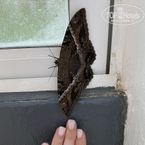 фото из отзыва ID 2255798