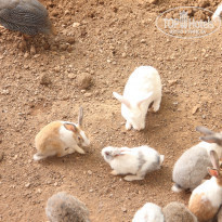 фото из отзыва ID 2255912