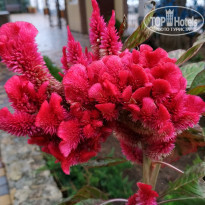 фото из отзыва ID 2258525