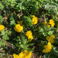 фото из отзыва ID 2258525