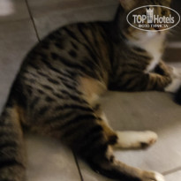 фото из отзыва ID 2258832