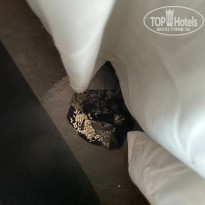 фото из отзыва ID 2259210