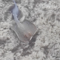 фото из отзыва ID 2259339