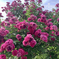 фото из отзыва ID 2259746