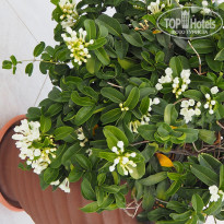 фото из отзыва ID 2254301