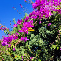 фото из отзыва ID 2260592