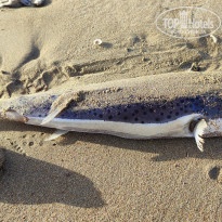 фото из отзыва ID 2260592