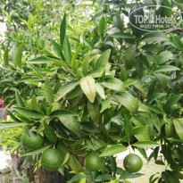 фото из отзыва ID 2261481