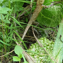 фото из отзыва ID 2263167