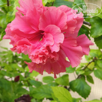 фото из отзыва ID 2263167