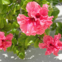 фото из отзыва ID 2263167